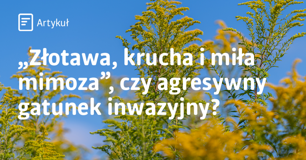 Zdjęcie nawłoci wraz z cytatem z piosenki Czesława Niemena